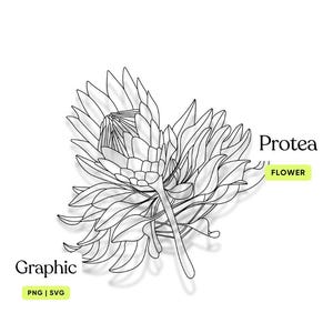 Puede incluir: Un dibujo en blanco y negro de una flor de Protea. La flor está en flor y tiene una cabeza grande e intrincada. El dibujo está etiquetado como "Protea Flower" y "Graphic PNG | SVG".