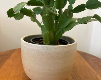 以下が含まれることがあります： クリーム色のセラミック製の鉢に入った緑色のサボテン。鉢は表面がざらざらしていて、木製のテーブルの上に置かれています。
