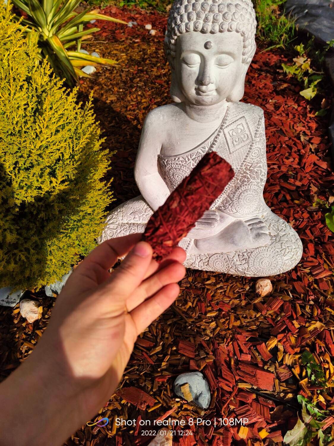 Sauge Sang de Dragon