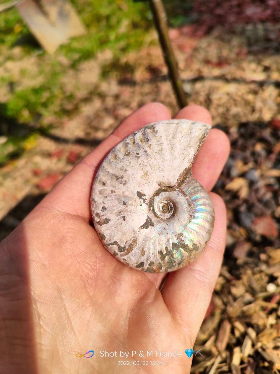 Fossiles d'ammonites Reflets Arc en Ciel