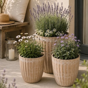 Könnte beinhalten: Drei geriffelte, hellbeige Terrakotta-Pflanzgefäße in unterschiedlichen Höhen. Das höchste Gefäß enthält violetten Lavendel und kleine weiße Blüten. Die beiden kleineren Gefäße enthalten weiße Gänseblümchen und kleine violette Blüten.