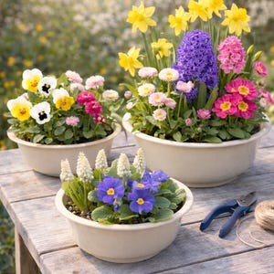 Könnte beinhalten: Drei cremefarbene Keramiktöpfe mit bunten Frühlingsblumen stehen auf einem verwitterten Holztisch. Die Blumen umfassen gelbe Narzissen, lila Hyazinthen, rosa Primeln und weiße und gelbe Stiefmütterchen. Gartenscheren und Bindfaden liegen ebenfalls auf dem Tisch.