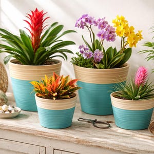 Puede incluir: Una colección de plantas en macetas con flores y follaje vibrantes. Las macetas son de color azul claro con un borde de bambú natural. Las flores incluyen flores rojas, moradas, amarillas y rosas. También hay una linterna decorativa tejida y un plato pequeño con conchas.