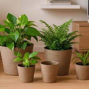Könnte beinhalten: Eine Auswahl an Topfpflanzen mit leuchtend grünen Blättern. Die Pflanzen befinden sich in strukturierten, hellbraunen Töpfen unterschiedlicher Größe. Die Anordnung umfasst eine Efeutute, einen Farn und andere Blattpflanzen, die eine natürliche Innenästhetik schaffen.