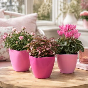 Könnte beinhalten: Drei Topfpflanzen in glänzenden rosa Keramikübertöpfen. Der linke Topf enthält einen Miniatur-Rosenstrauch mit hellrosa Blüten. Der mittlere Topf beherbergt eine Punktblume mit rosa-grünem Laub. Der rechte Topf zeigt leuchtend rosa Alpenveilchen.