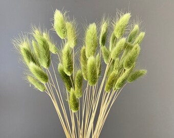 Trockenblumen Lagurus, Deko Samtgras, fluffige Blüte Hasenschwänzchen, Bunny Tails, Tischdeko, Mitbringsel, Geschenk, verschiedene Farben