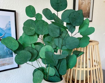 Eucalyptus Populus - red/green - 3 stems - Eucalyptus branches - Natural decoration - Dried flower bouquet