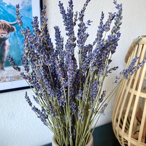 Dried Lavender Dried Flower Bouquet - Natural Grasses - Lavender - approx. 40 cm long - Floral Decoration for Home and Office - Handmade