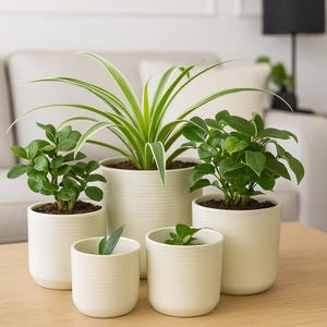 Pode incluir: Uma coleção de plantas em vasos numa mesa de madeira. As plantas estão em vasos de cerâmica brancos com um design canelado. As plantas variam em tamanho e tipo, com folhagem verde. Ao fundo, um sofá e uma lâmpada.