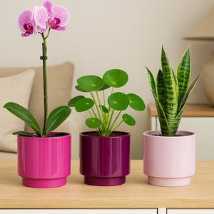 Könnte beinhalten: Drei Topfpflanzen auf einer Holzoberfläche. Eine rosa Orchidee in einem magentafarbenen Topf, eine chinesische Geldpflanze in einem tiefvioletten Topf und eine Bogenhanfpflanze in einem hellrosa Topf. Das Wort "PAMPLEX" ist sichtbar.