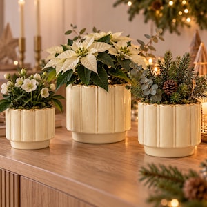 Peut inclure: Trois cache-pots en céramique couleur crème avec des textures côtelées verticales et des bords peints en or. Les cache-pots contiennent diverses plantes de Noël, dont un poinsettia blanc, des hellébores blancs et des branches de sapin.