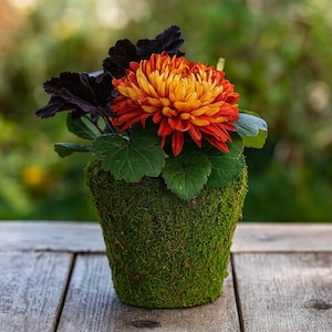 Peut inclure: Un arrangement floral avec un chrysanthème orange et jaune dans un pot recouvert de mousse. Les feuilles vertes et le feuillage pourpre foncé entourent la fleur. Le pot est posé sur une surface en bois vieilli. Le pot mesure environ 15 cm de haut.