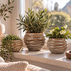 May include: Three round ceramic planters with a textured, wavy surface in shades of brown, gray, and cream. Each planter features a glossy finish and holds a different green plant, including a trailing succulent and a small flowering shrub.