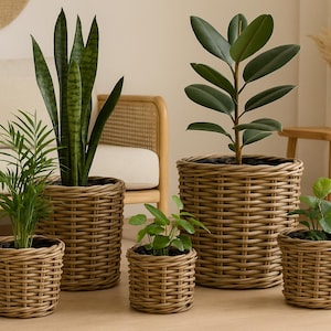 Może przedstawiać: Kolekcja roślin doniczkowych w plecionych wiklinowych donicach. Rośliny obejmują wężownicę, drzewo kauczukowe i mniejsze zielone rośliny. Donice różnią się rozmiarem, tworząc warstwową ekspozycję. Scena rozgrywa się w pomieszczeniach z neutralną paletą kolorów.