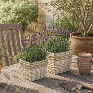 Op de afbeelding: Twee vierkante geweven plantenbakken gevuld met lavendelplanten met paarse bloemen staan op een houten tafel. Links staat een kleine rozemarijnplant in een terracotta pot. Andere terracotta potten en tuingereedschap staan ook op de tafel.