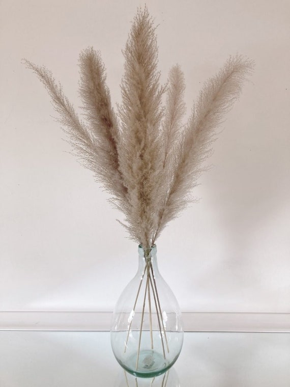 XL Pampasgras fluffig - getrocknete Gräser - Trockenblume für Boho-Dekorationen
