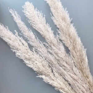 May include: A bunch of dried pampas grass with feathery plumes in shades of beige and white against a light blue background.