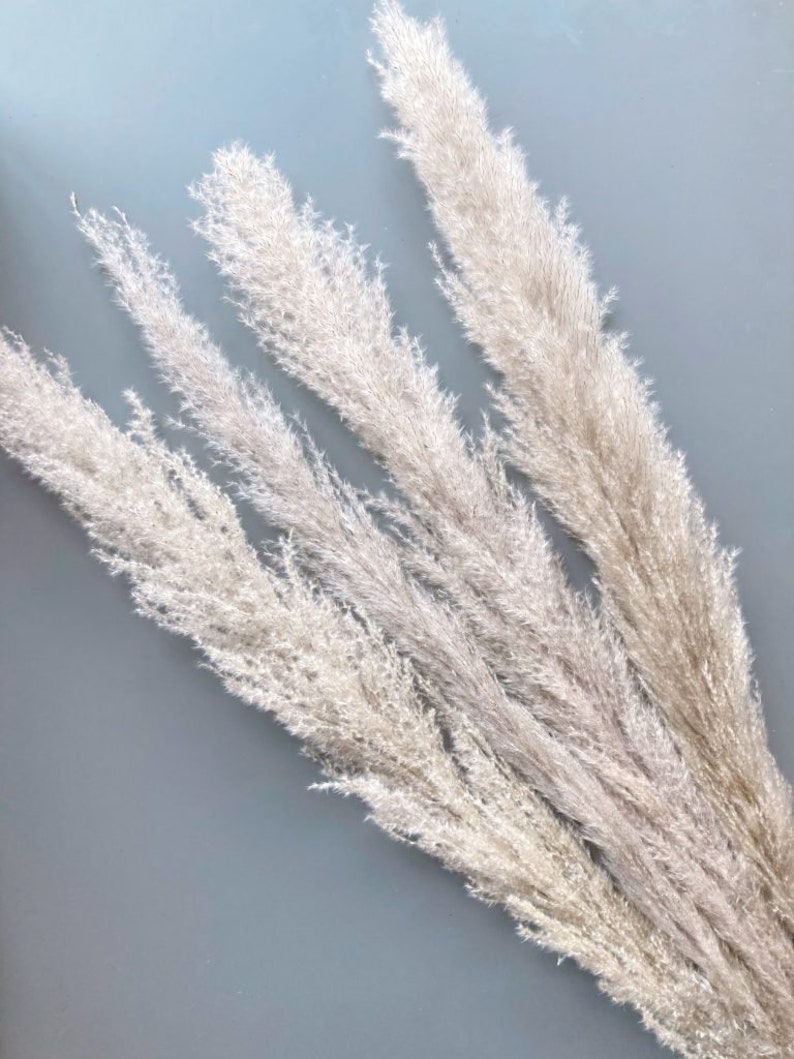 May include: A bunch of dried pampas grass with feathery plumes in shades of beige and white against a light blue background.