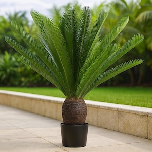 philodendron florida ghost mint Philodendron 'Florida Ghost' – Serres Lavoie main image 0