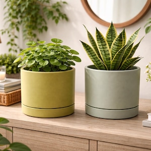 Puede incluir: Dos plantas en macetas sobre una superficie de madera. Una está en una maceta cilíndrica verde claro con una planta de hojas redondas. La otra está en una maceta cilíndrica gris con una planta de serpiente. Una lámpara y otra decoración están en el fondo.