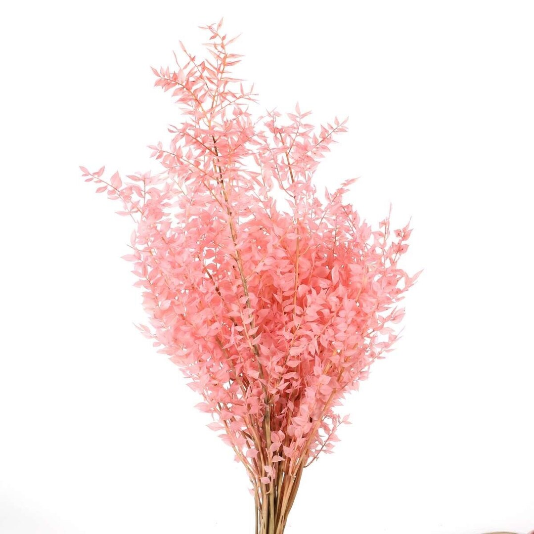Ruscus Rosa Dried Ruscus, Pink Dried Flower Decoration Butcher's Broom DIY Bouquets ...