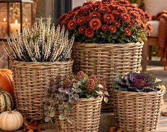 May include: A collection of four round woven wicker baskets used as plant pots. The baskets contain various plants including white heather, deep red chrysanthemums, trailing green foliage with small red berries, and a purple ornamental cabbage.