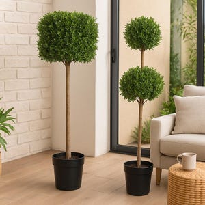 Peut inclure: Trois arbres topiaires dans des pots noirs. L'un des arbres a un sommet carré, tandis que les deux autres ont des sommets ronds. Les arbres ont des troncs bruns et un feuillage vert luxuriant. La scène se déroule sur un sol en bois avec un mur de briques blanches et une porte vitrée.
