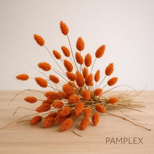 Dried flowers - Phalaris grasses dried - dried flowers - dried grasses - natural decoration - dried flower bouquet - DIY table decoration