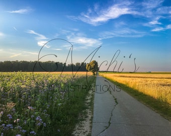 Between the Fields (Photography Print)