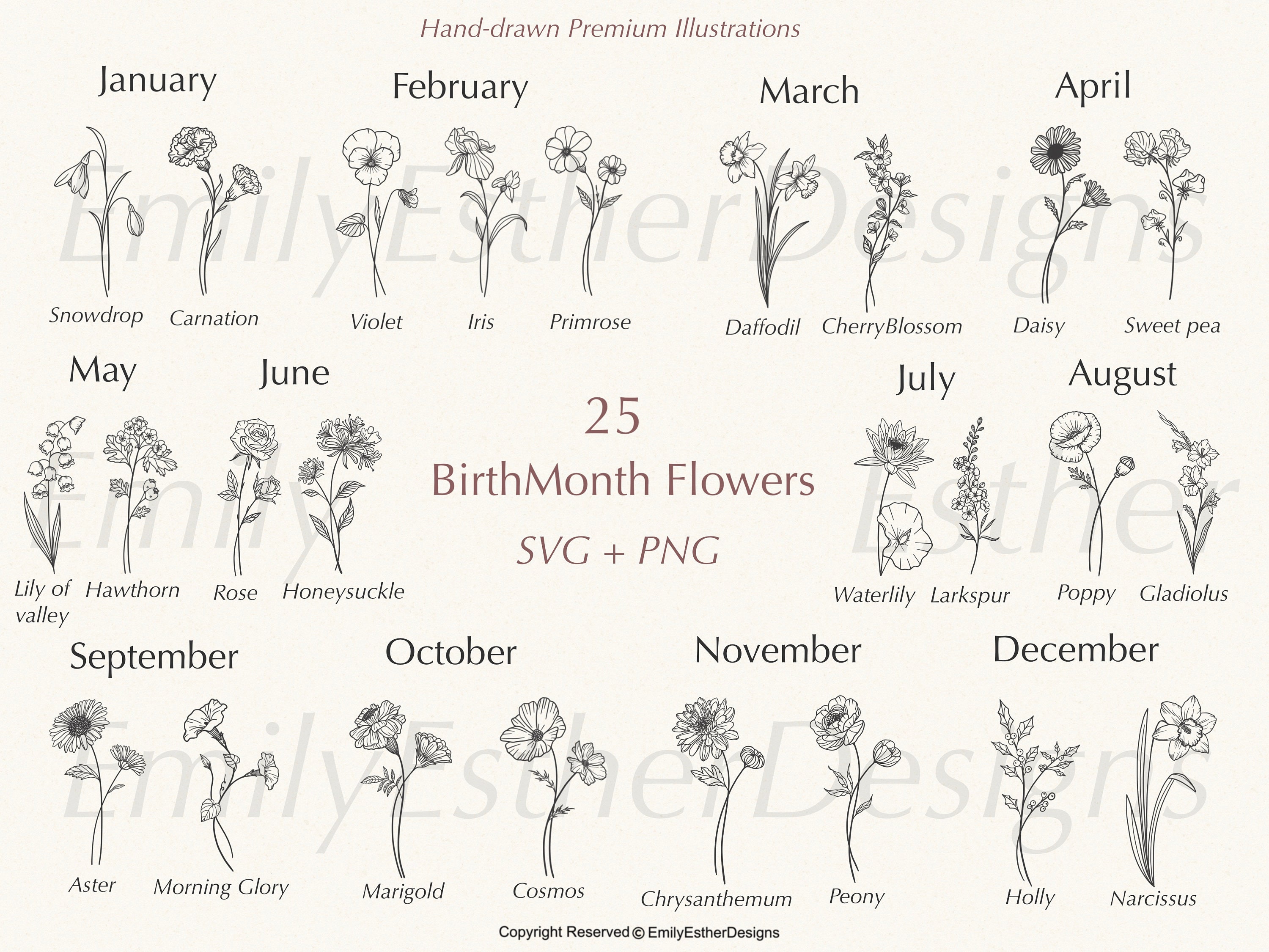 Buy September Birth Month Flower Pack Scan aster and Morning Online in India Etsy #46 Buy September Birth Month Flower Pack Scan aster and Morning Online in India Etsy