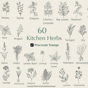 60 Küchenkräuter Procreate Stempel, Procreate Kräuterstempel, Procreate Stempel, Procreate Pinsel, Procreate Botanical, Kommerzielle Nutzung inbegriffen