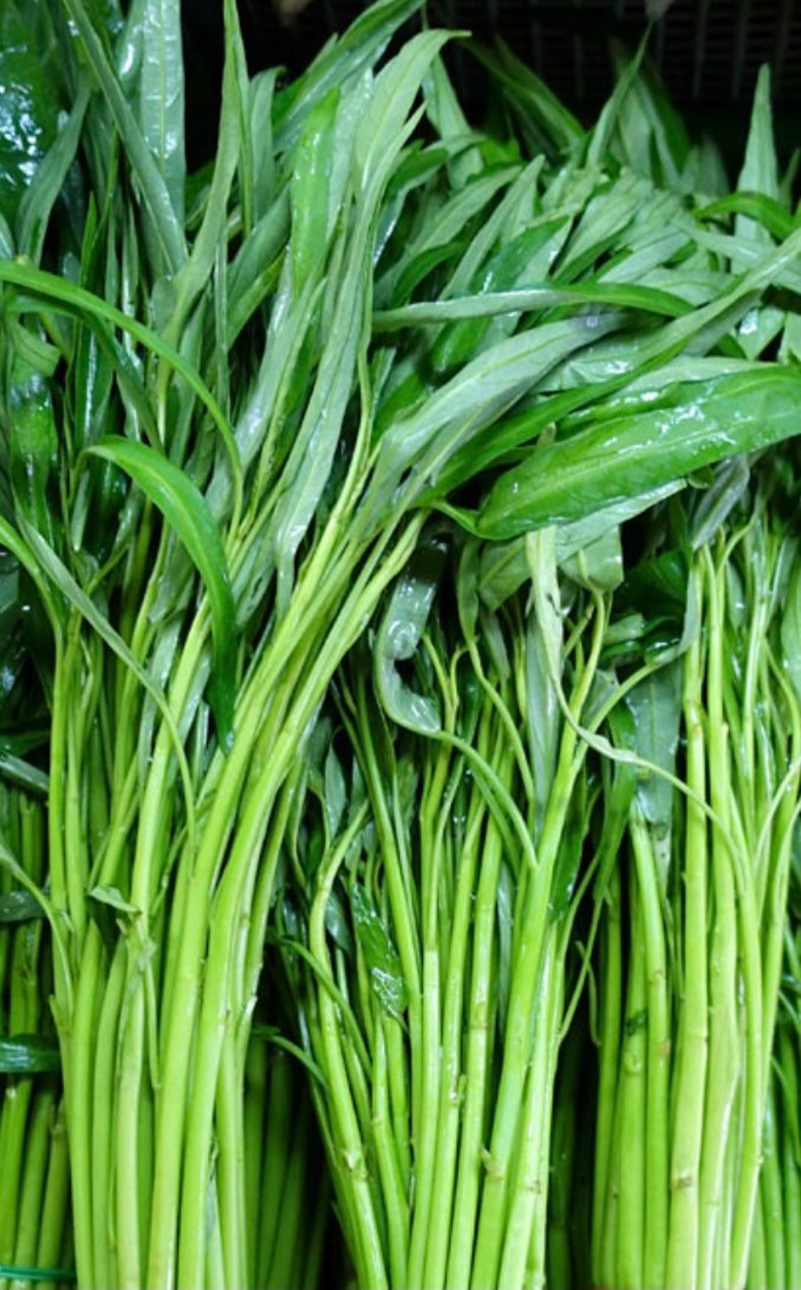 Thai Water Spinach Seeds Etsy