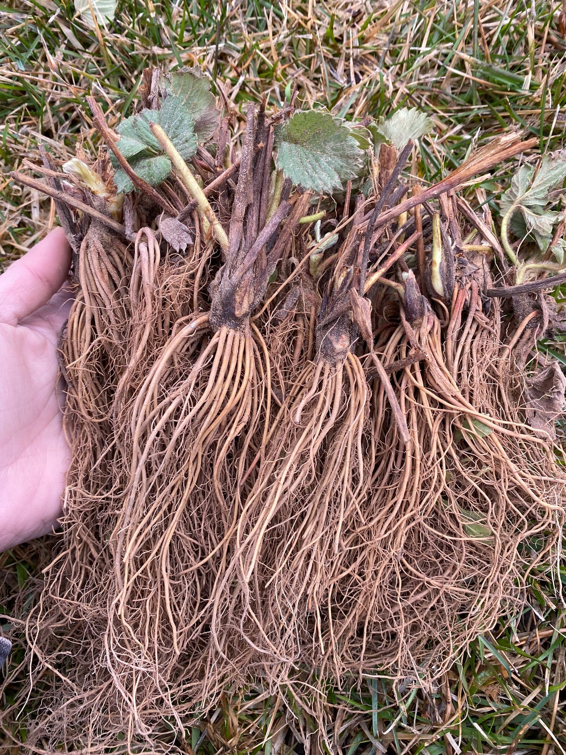 Jewel Strawberry Bare Root Plant 5 Bare Root Etsy