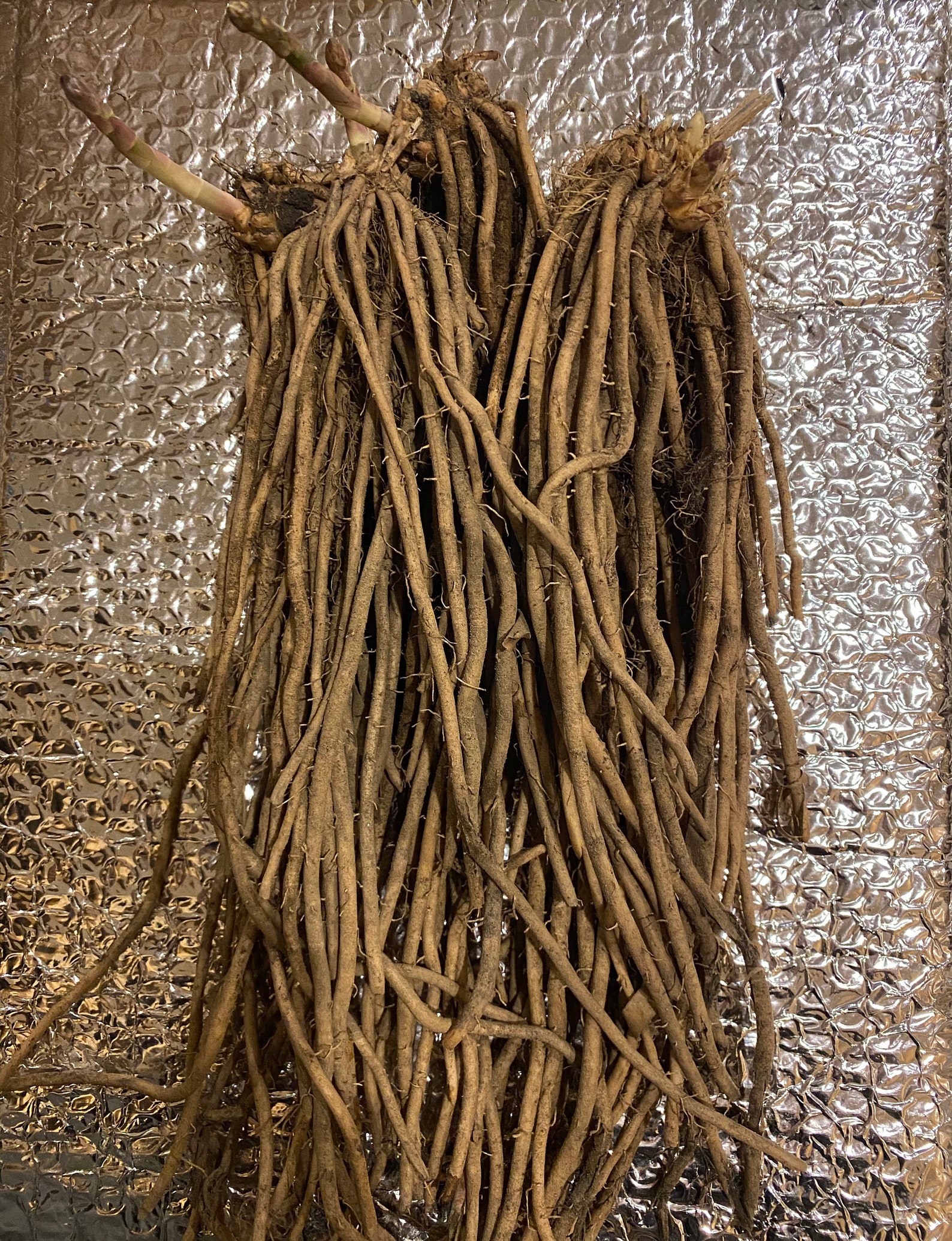 Millennium Asparagus Root Crown 5 Bare Root Etsy