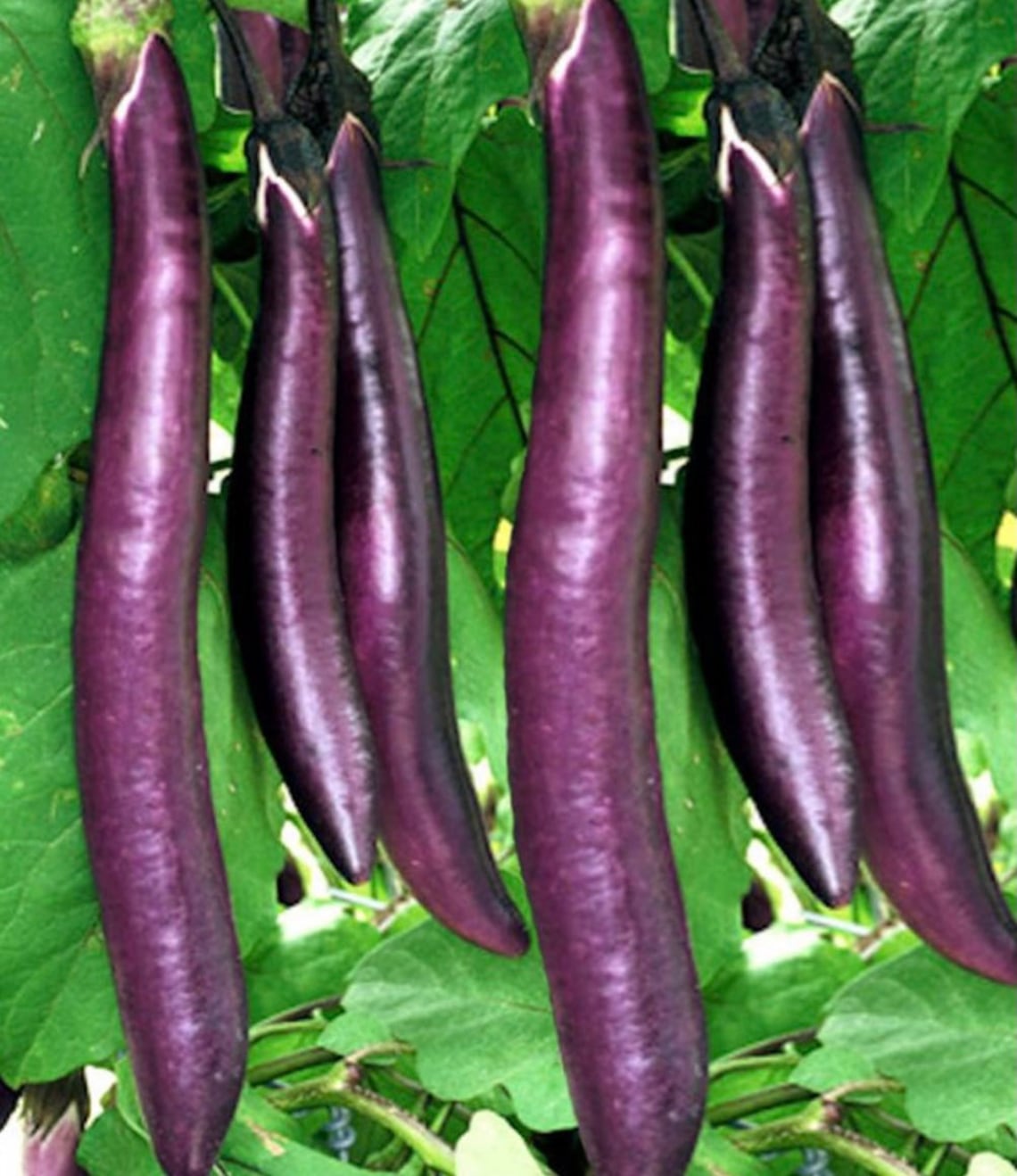 Chinese Eggplant PingTung Long Hybrid Seeds 15 Seeds Etsy