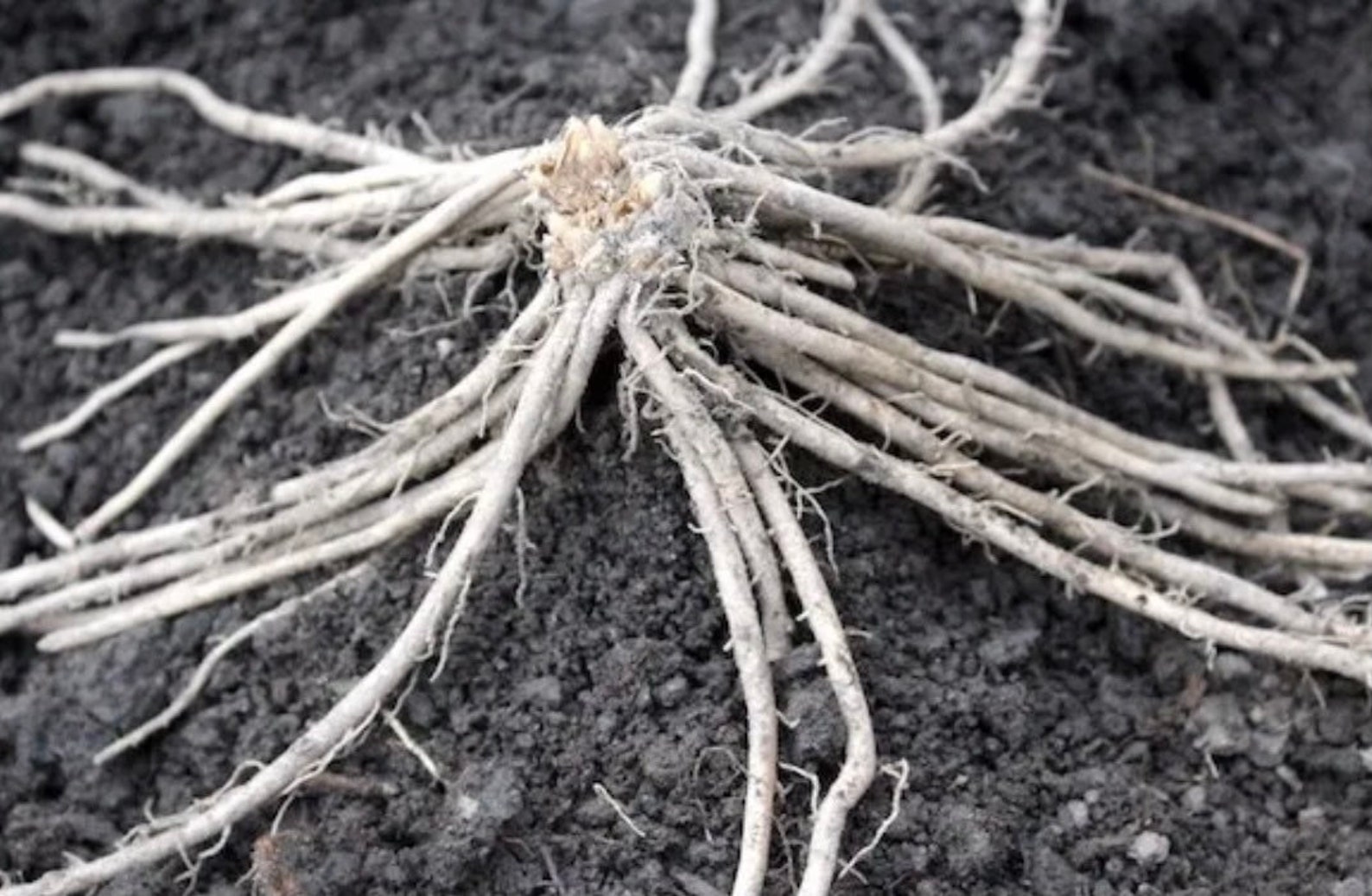 Millennium Asparagus Root Crown 5 Bare Root Etsy