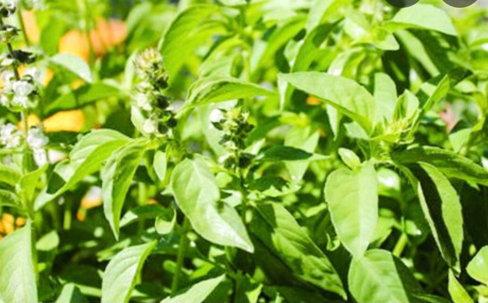 Thai Lemon Basil Seeds 100 Seeds Etsy