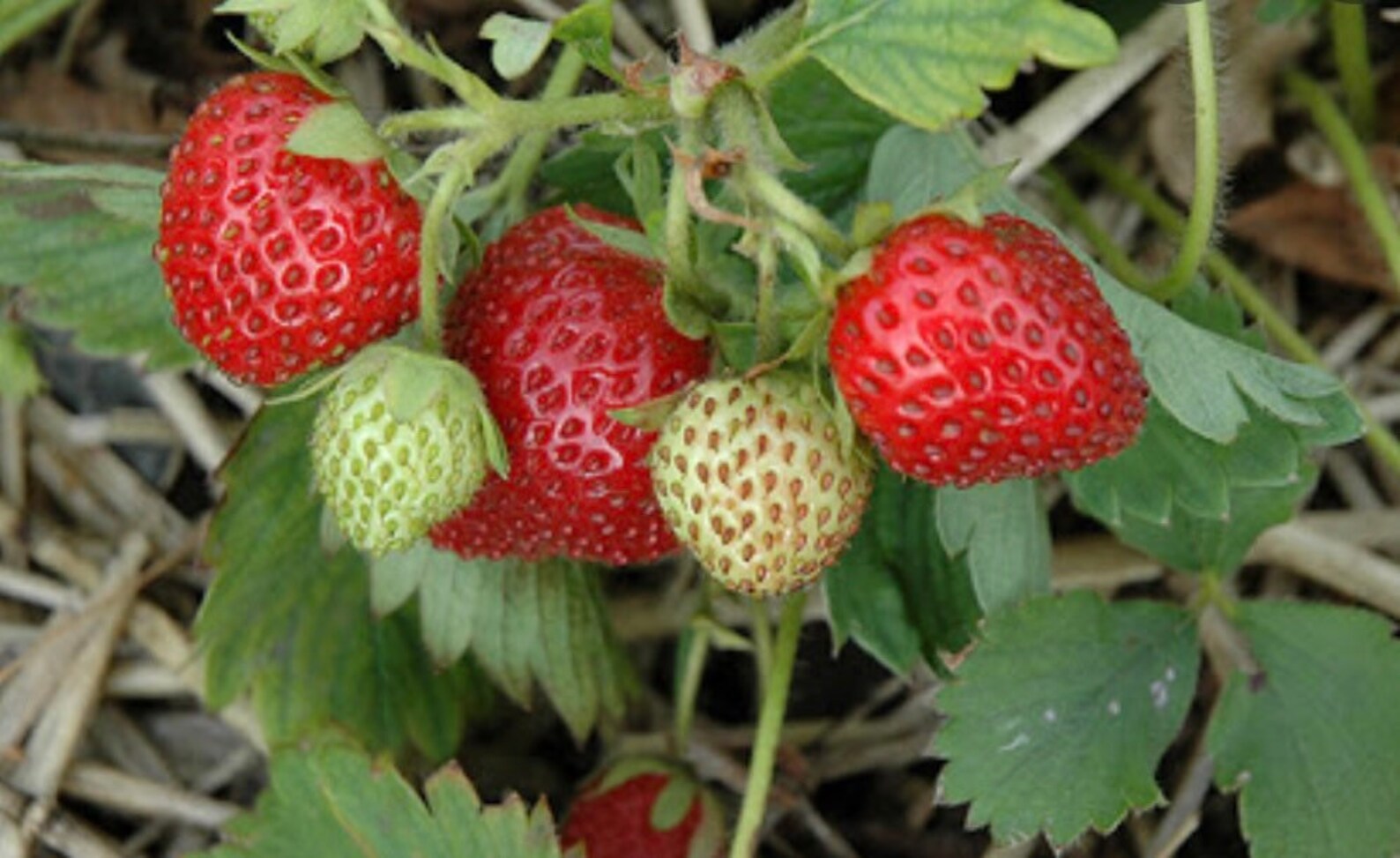 June bearing strawberry Bare Root Plant 5 Seeds Etsy