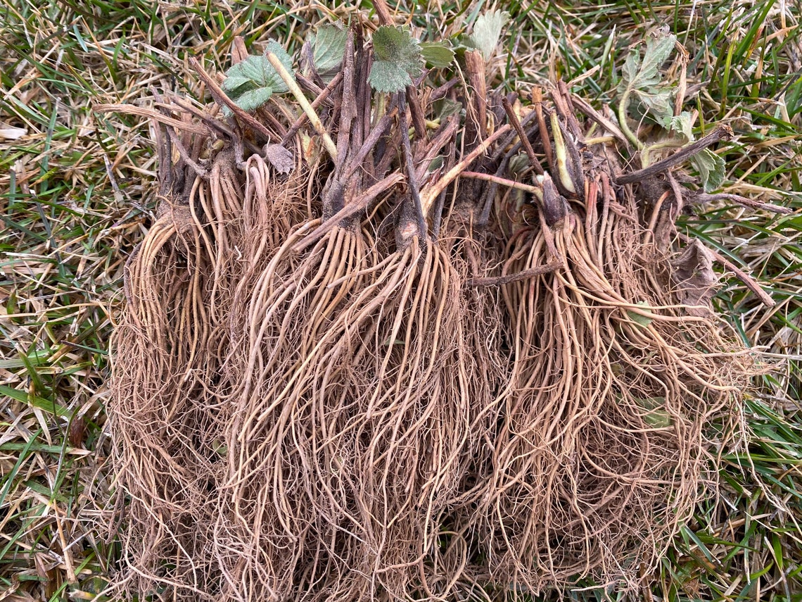 Jewel Strawberry Bare Root Plant 5 Bare Root Etsy