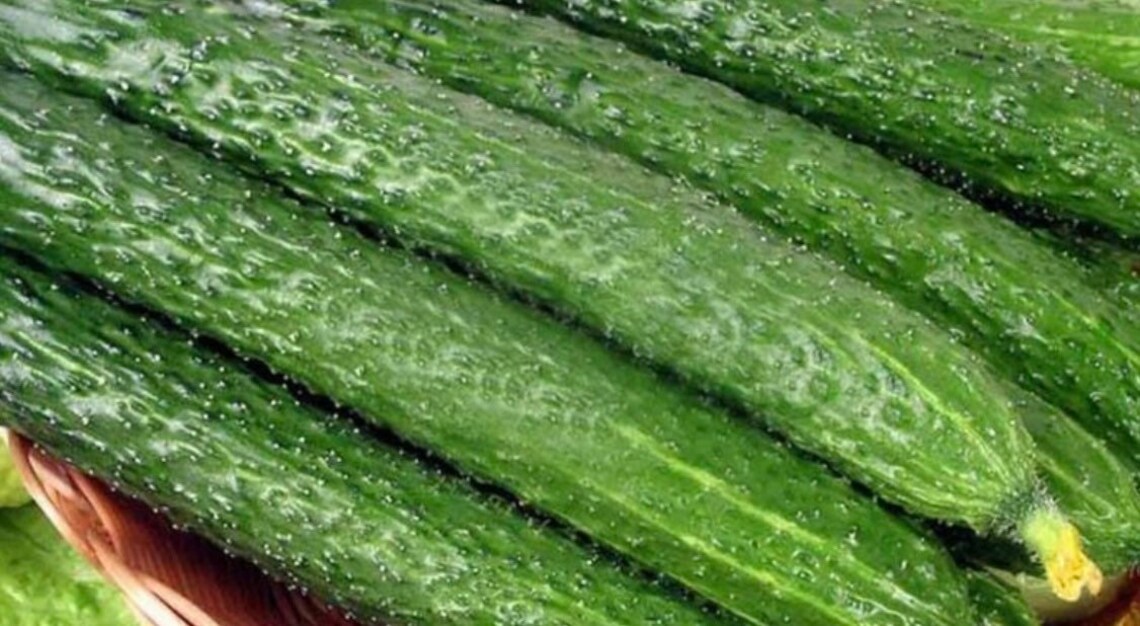 China Long Hybrid Cucumber Seeds 10 Seeds Etsy