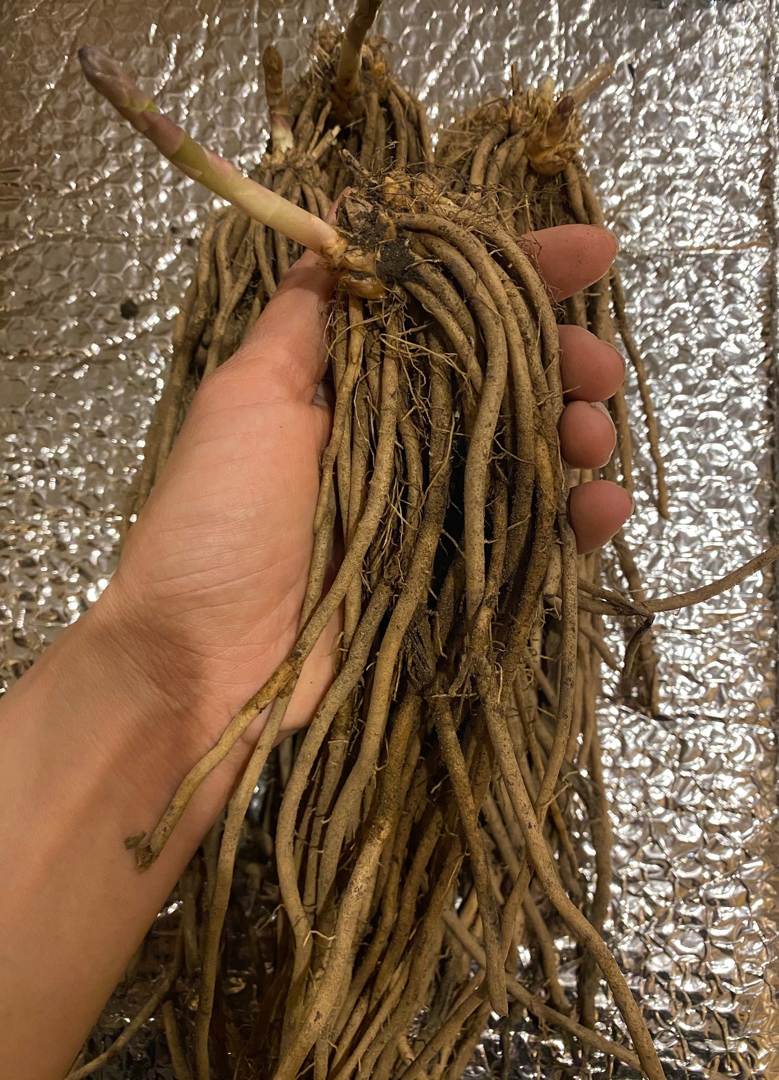 Millennium Asparagus Root Crown 5 Bare Root Etsy