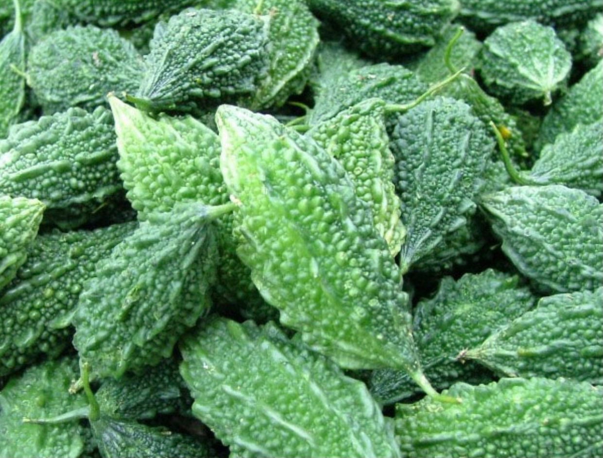 Mini Hybrid Bitter Gourd Seeds 10 Seeds Etsy