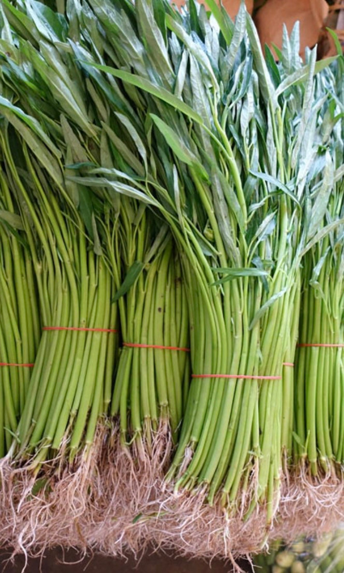 Thai Water Spinach Seeds Etsy
