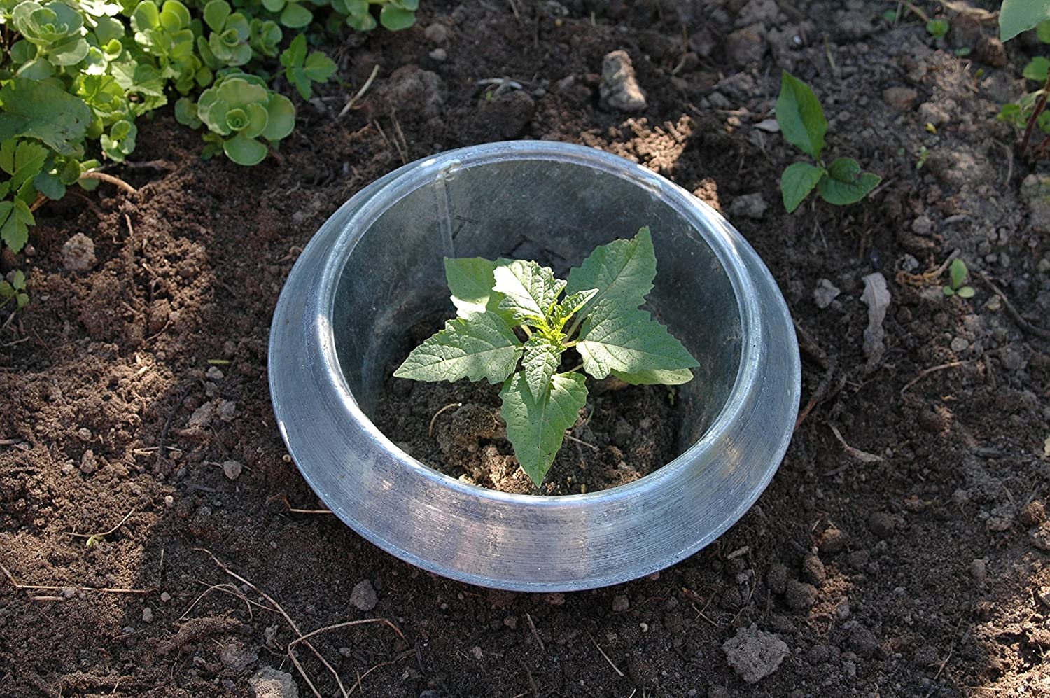 Slug Collars For Plants,Planter Slug Collar To Protect Plants From Snail, Slugs,Slug Collars Protects Plants To Get Better. (6PCS