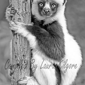 Lemur with Beautiful Eyes Single Coloring Page in Greyscale High Resolution 8.5 x 11 instant download printable PDF