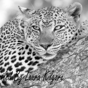 Beautiful Leopard Single Coloring Page 3 in Greyscale High Resolution 8.5 x 11 instant download printable PDF