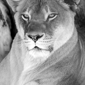 Female Lion Single Coloring Page in Greyscale High Resolution 8.5 x 11 instant download printable PDF