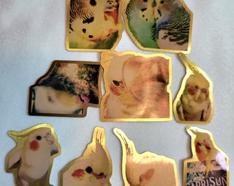 Golden Cockatiel+Budgie Photo Sticker Sets