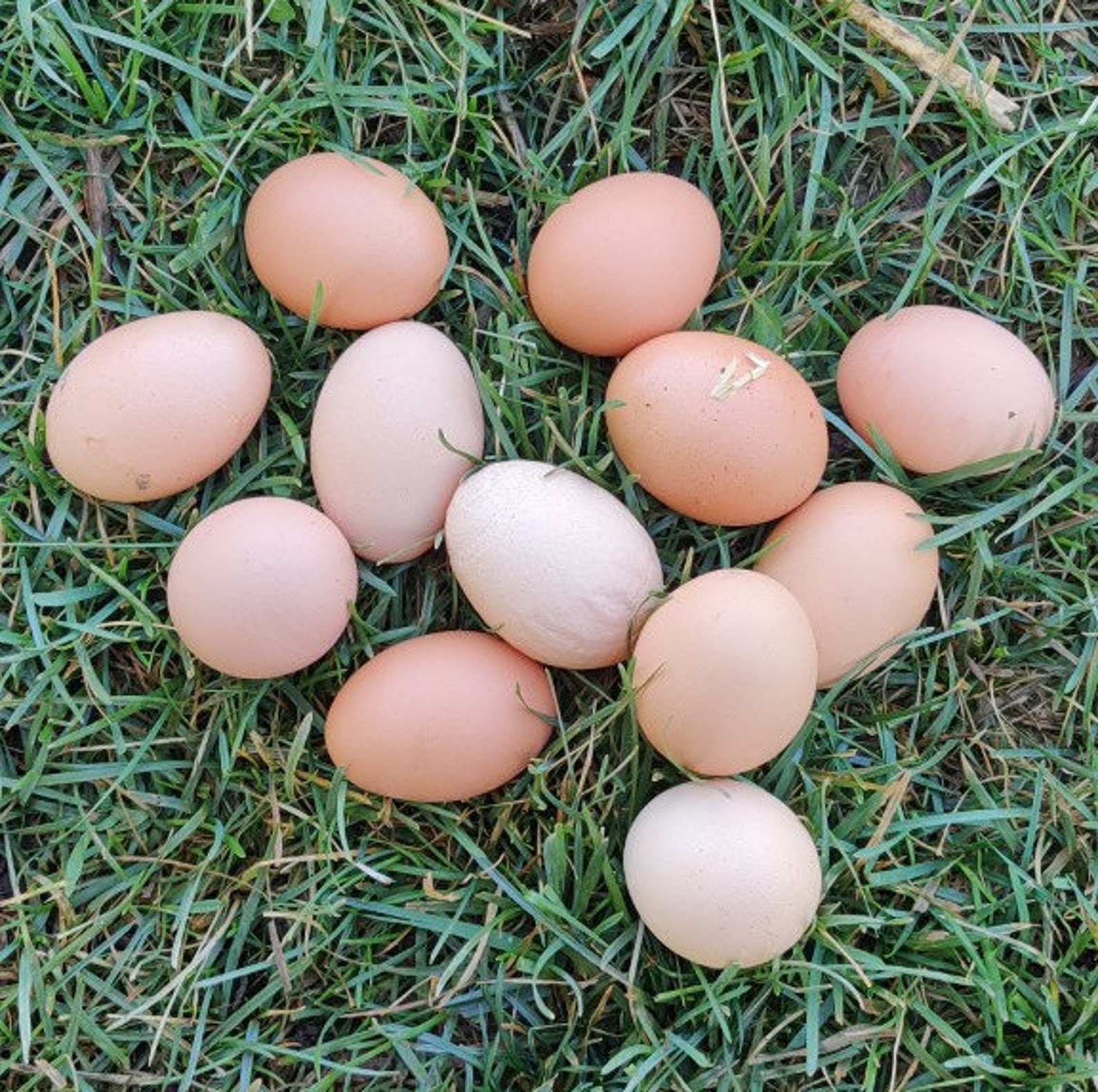 Farm Fresh Chicken Eggs Etsy