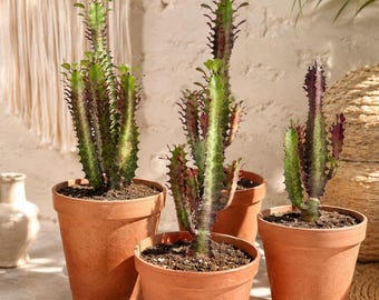 Euphorbia African Milk Tree |  Euphorbia Cactus | Live Plant | Unique Succulent | Collector Plant | Easy Care Houseplant